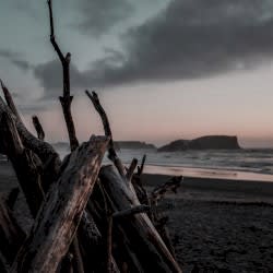Driftwood