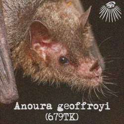 Anoura geoffroyi