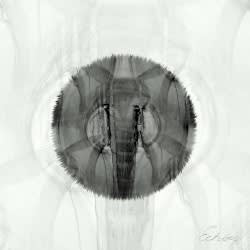 EXPEDITion, Vol. 3: Echoes