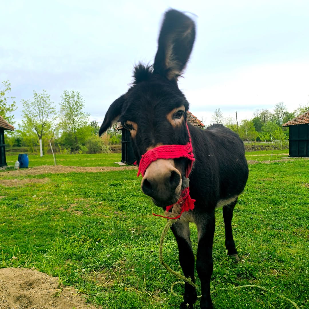 Magarac Ogi - Animal Therapy.