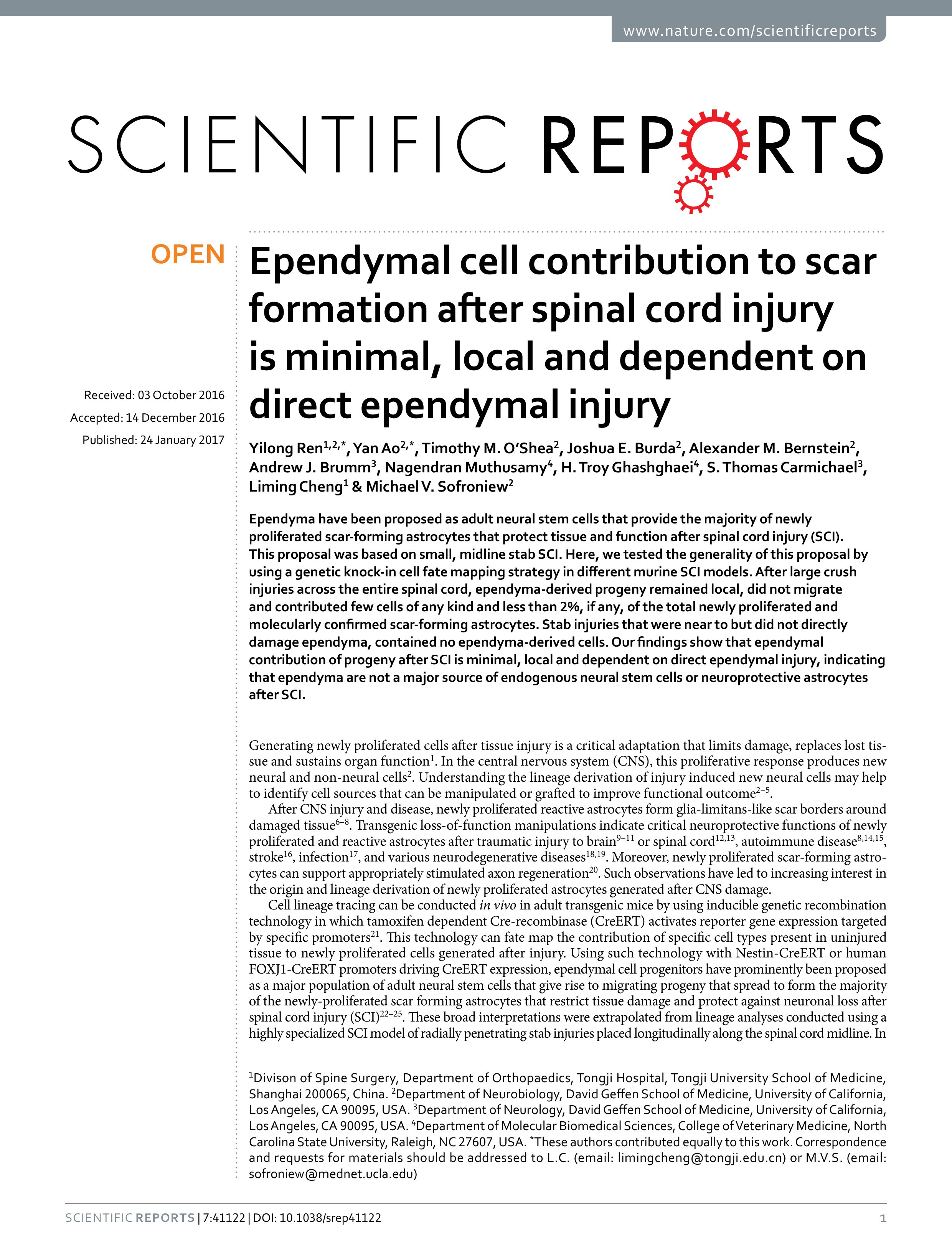 Ependymal cell contribution to scar formation after spinal cord injury is minimal, local and