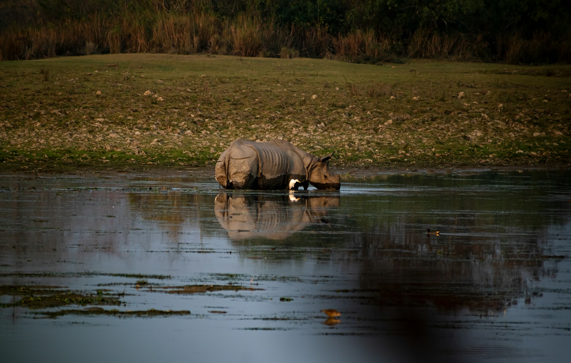 Kaziranga