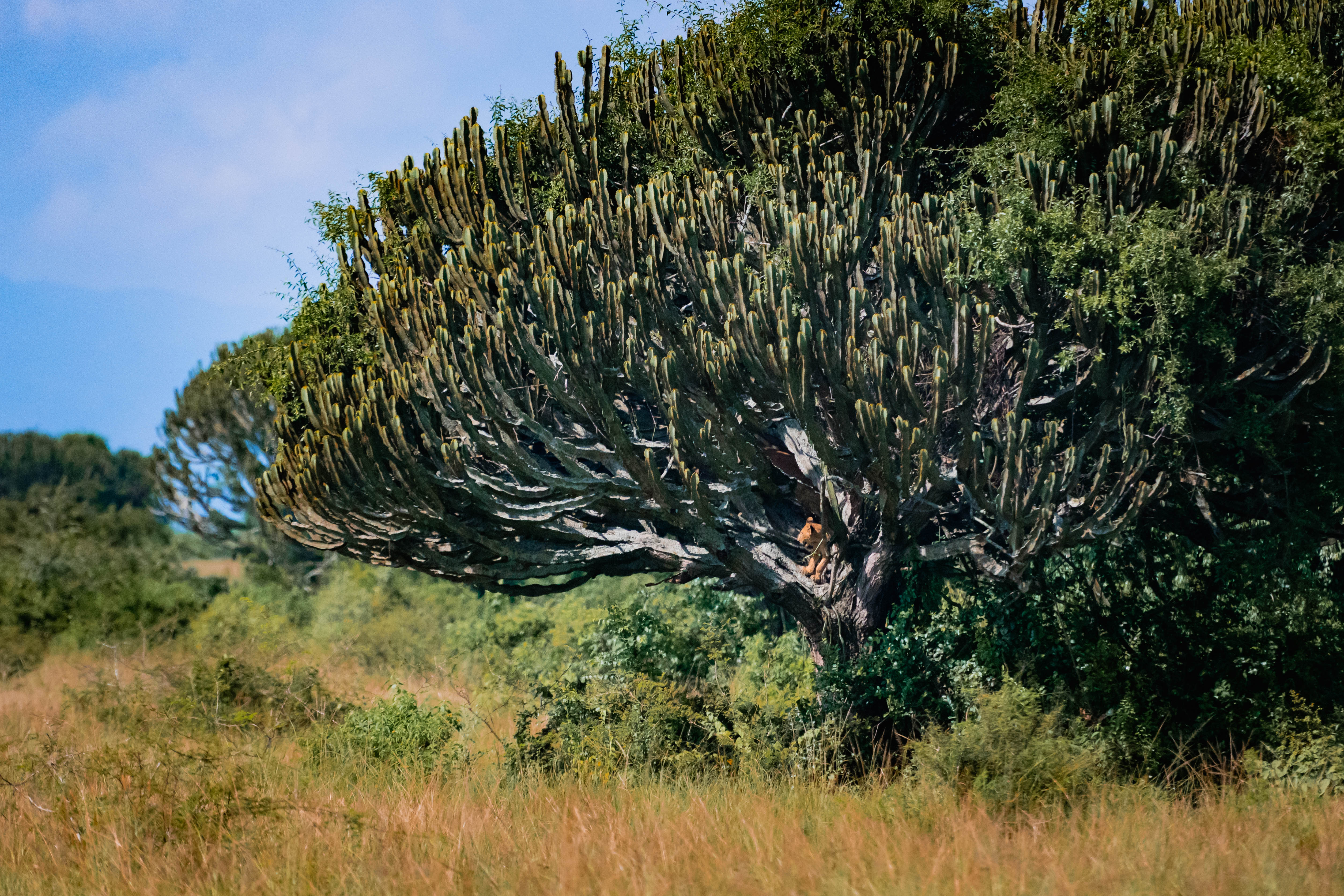 King Unguarded — Fine Art Print — VSoul Photos