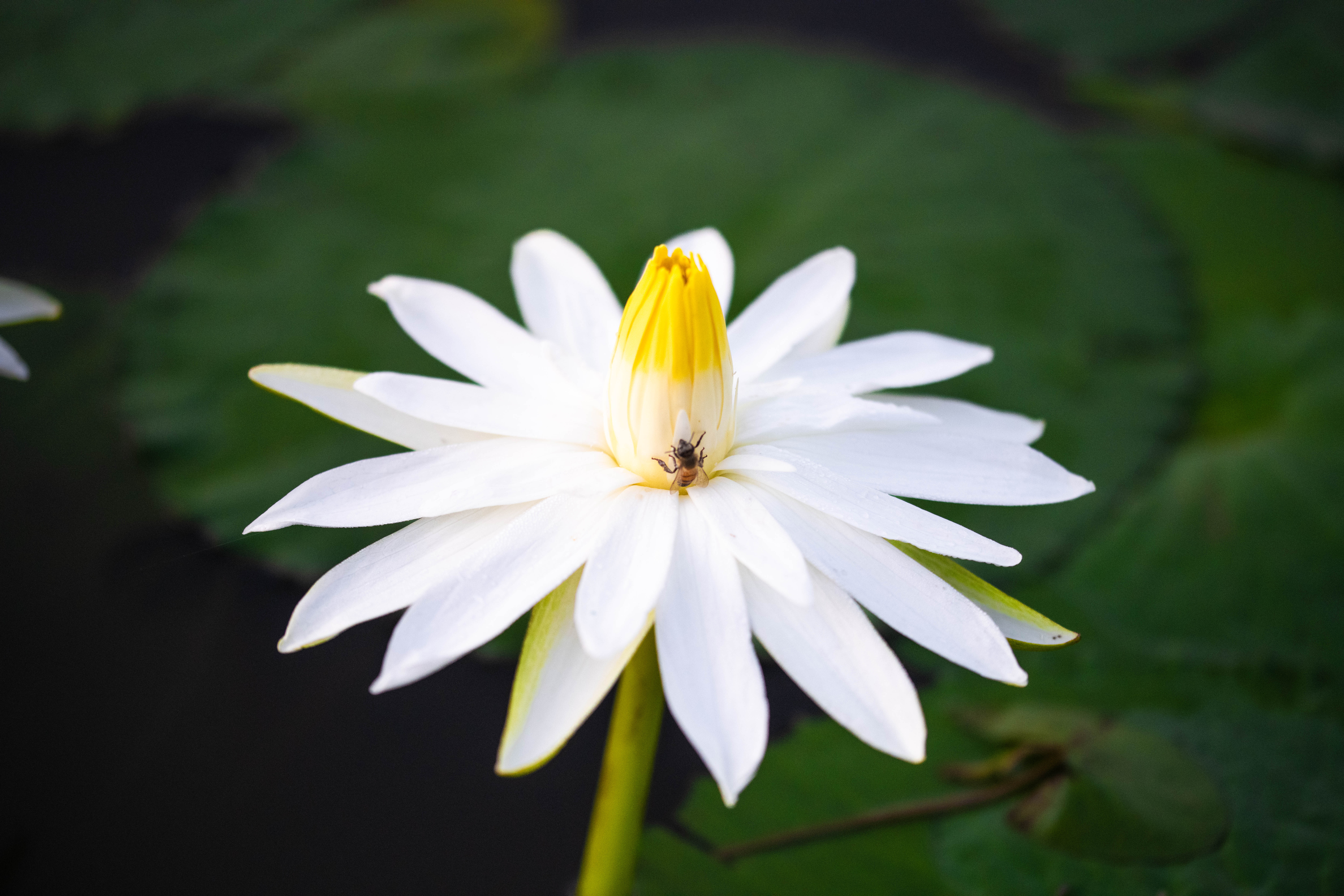 Presence — Fine Art Print — VSoul Photos