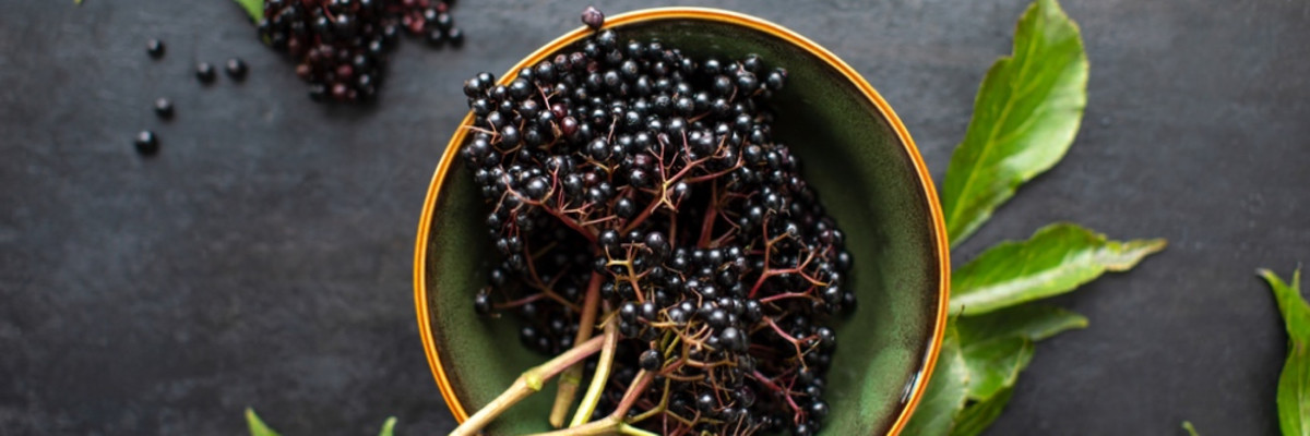 Чем полезна Бузина Чёрная