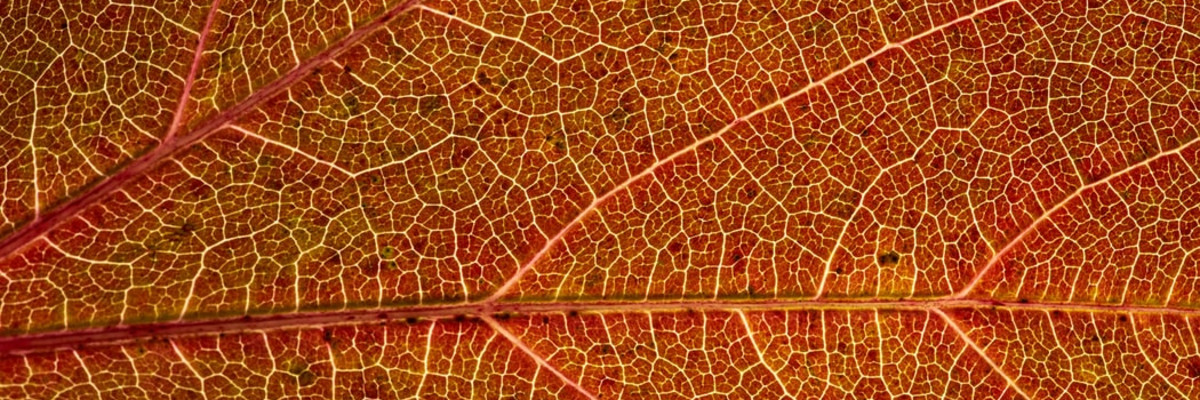 Здоровые вены – здоровые ноги