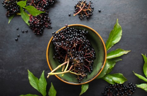 Чем полезна Бузина Чёрная