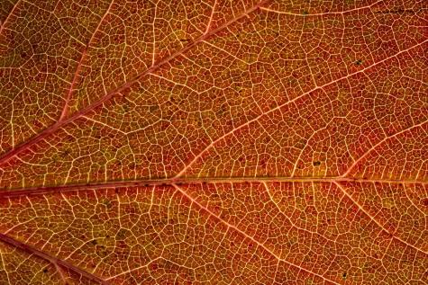 Здоровые вены – здоровые ноги