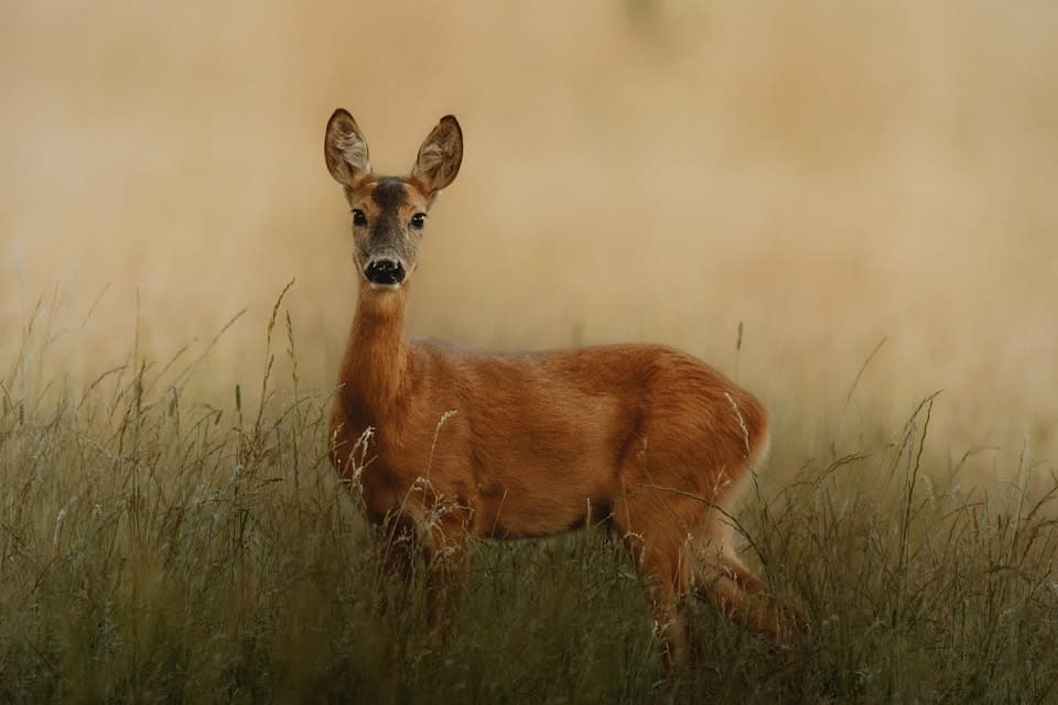 Afrika savanna