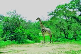 Sumu Wildlife Park