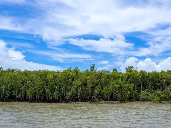 Sundarbans Mangrove Delta Reforestation