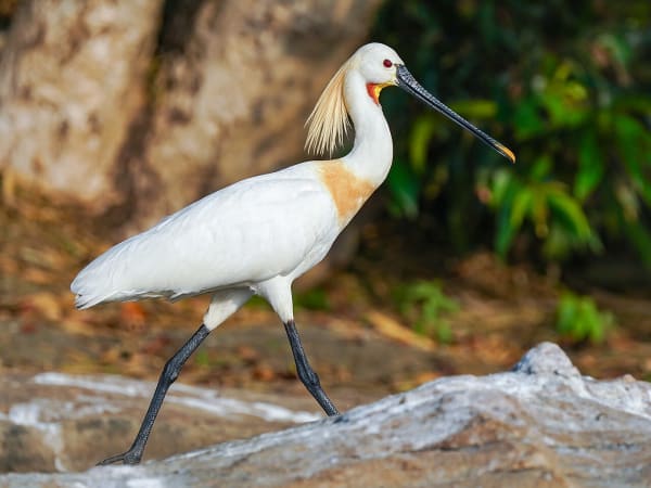 Kaveri River Urban Wetland Revival