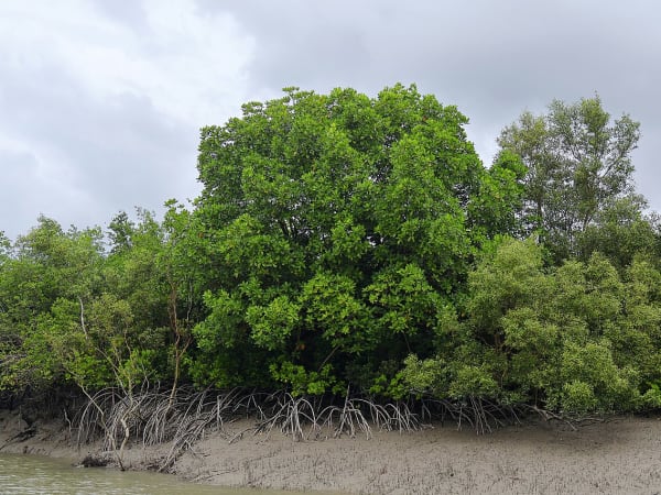 Sundarbans Mangrove Delta Reforestation