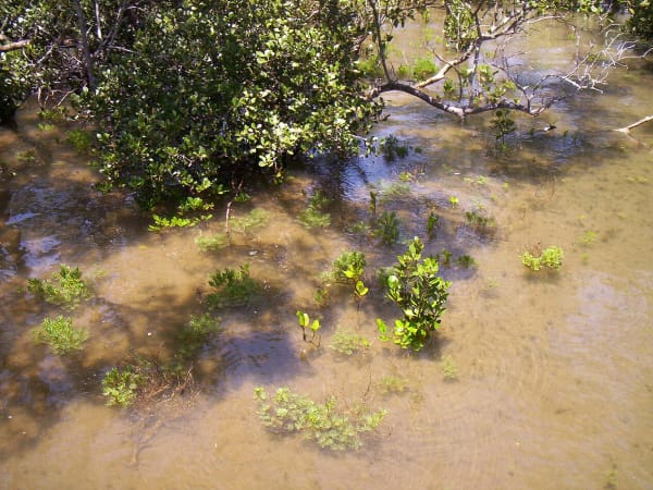Sundarbans Mangrove Delta Reforestation