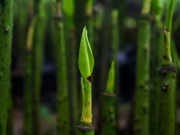 Sundarbans Mangrove Delta Reforestation