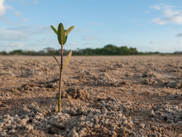 Sundarbans Mangrove Delta Reforestation