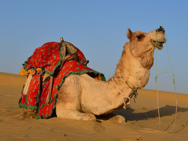 Thar Desert Solar Infrastructure Expansion