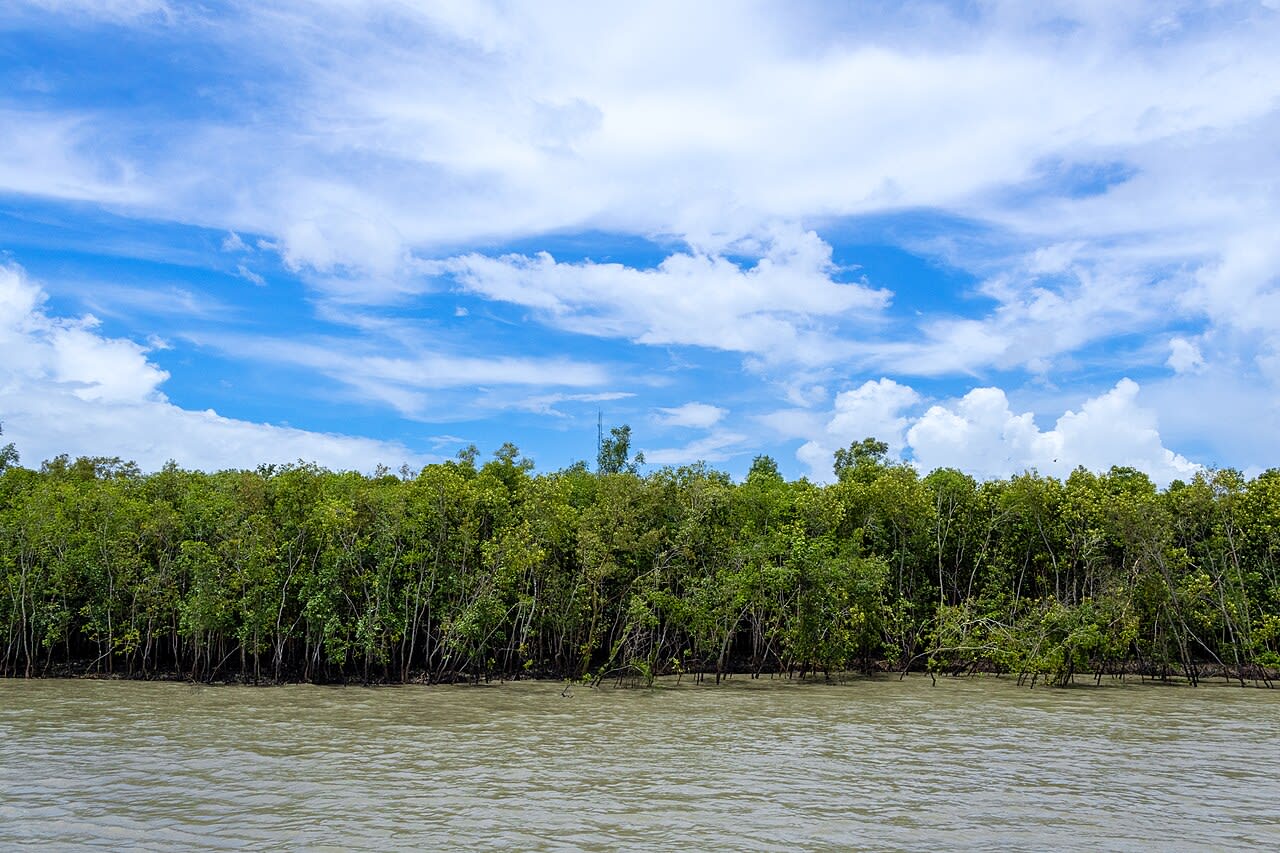 Evidence for Sundarbans Mangrove Delta Reforestation