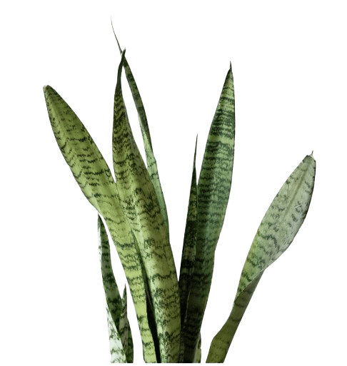 Snake Plant Left