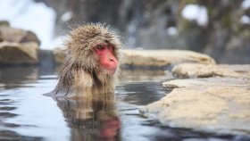 Nagano Snow Monkey Park Full-Day Private Guided Tour