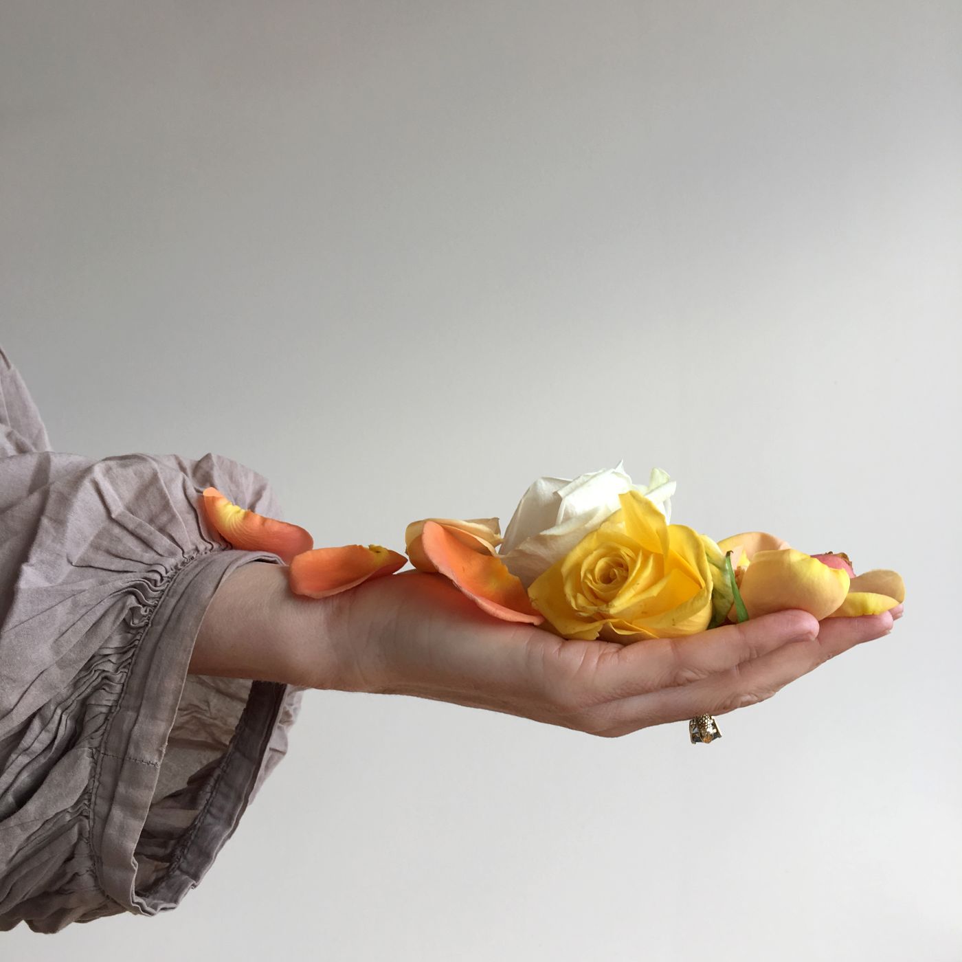 A hand holding yellow orange and white rose petals