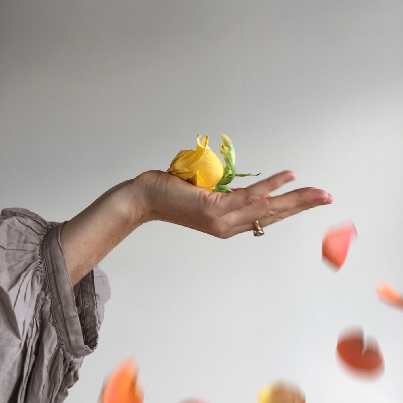 An open hand holding a rose with falling rose petals behind it. 