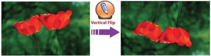 картинка WordPress вертикально