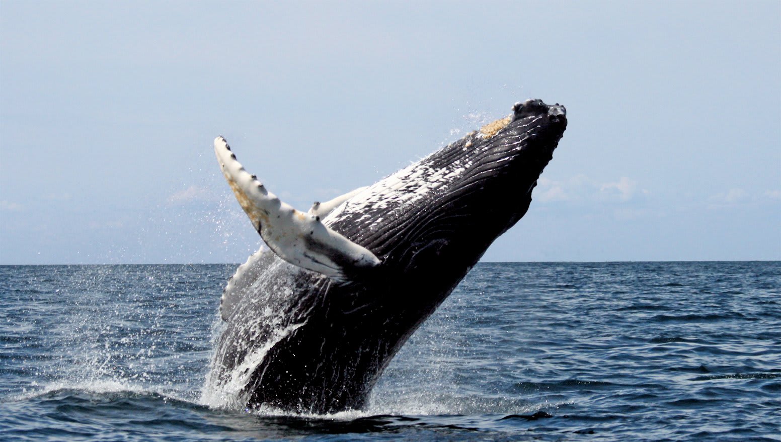 Tell Japan to Stop Whale Hunting