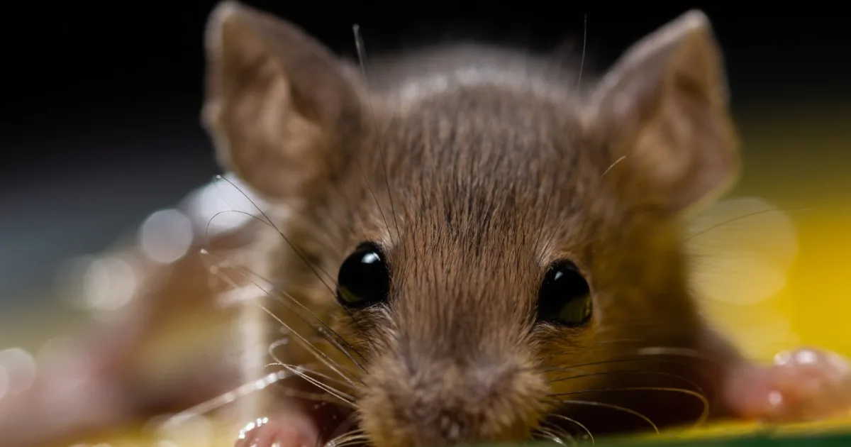 Ban Glue Traps in the U.S.  Take Action @ The Animal Rescue Site