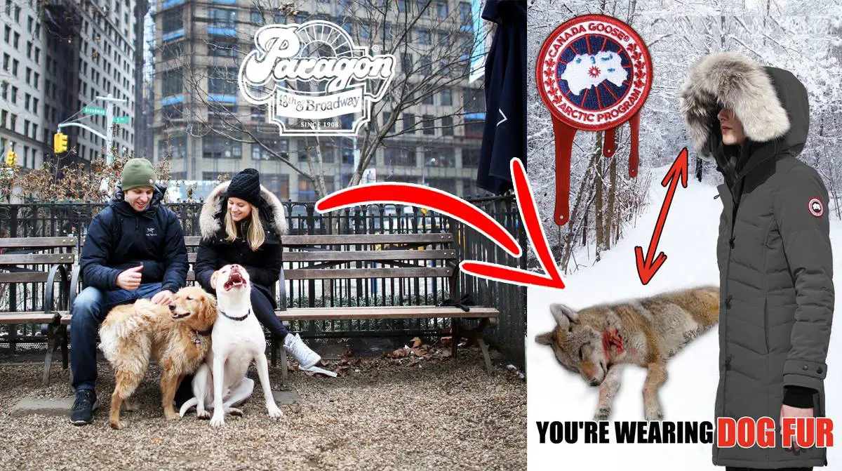 Canada goose 2025 jackets abuse