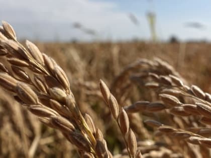 Крым получит более 105 млн рублей на поддержку производителей зерна