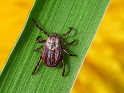 В Крыму втрое увеличилось число случаев заболеваемости клещевым боррелиозом