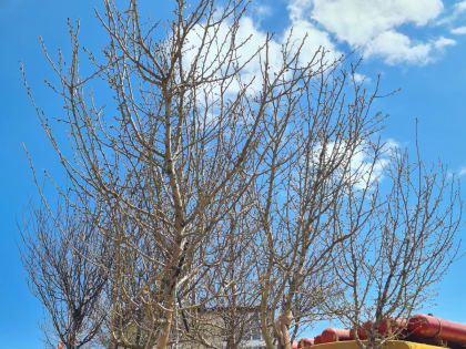 В Ялте, Алупке и посёлках пройдёт акция «Посади своё дерево жизни»