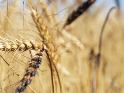 В Крыму патогены выявляют почти в каждой партии семян