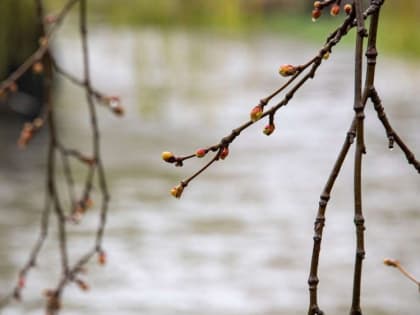 Капризная весна: в субботу в Крыму тепло и дождливо