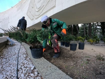 В мемориальном комплексе «Холм Славы» высаживают можжевельник