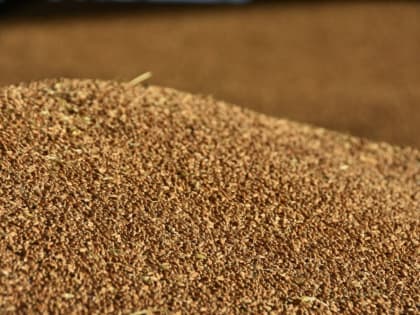 Прекращении зерновой сделки: последствия для Запада