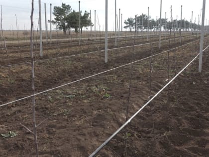 С 2014 года темп закладки плодовых садов в республике увеличился в 4 раза – Андрей Савчук