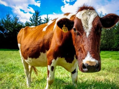 Ветеринарные специалисты ГБУ РК «Нижнегорский районный ВЛПЦ» проводят отбор крови для мониторинговых исследований на ящур