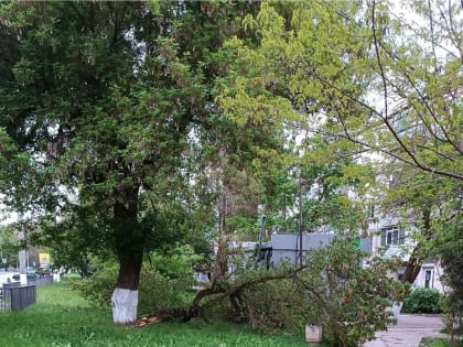 У магазина "Ягодка" сломалось дерево (фото)