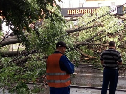 Появилось видео падения дерева в центре Симферополя во время непогоды