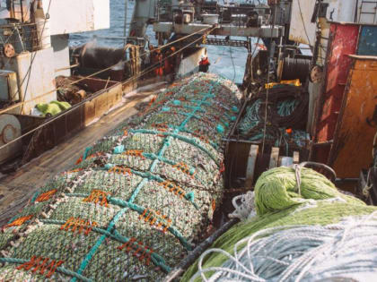 Рыбаки успешно ведут промысел минтая, сельди и трески на Дальнем Востоке