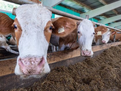 Девять крымчан заразились бруцеллезом после вспышки болезни на ферме в Белогорском районе