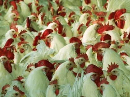 Дефицит мясников