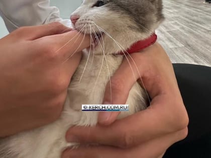 Кот Тиша стал талисманом Керченского университета