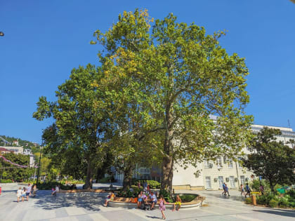 В Ялте обследуют пять возрастных деревьев