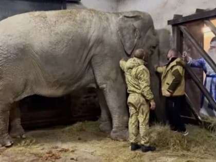 Цирковая слониха Дженни прошла курс лечения в «Тайгане»