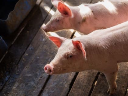 Роспотребнадзор об африканской чуме свиней