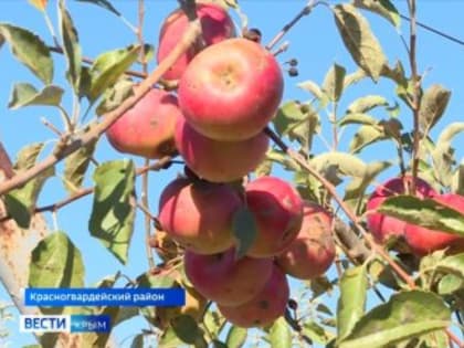 Новые сады в Крыму позволили увеличить объёмы производства перерабатывающих предприятий