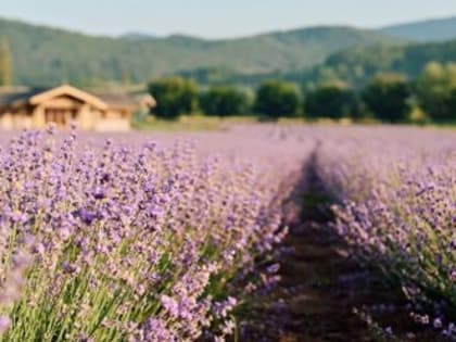 500 тонн лаванды планируют собрать в этом году в Крыму